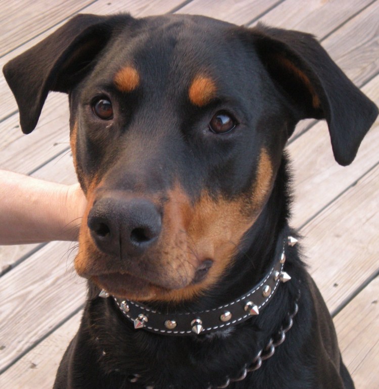 Помесь ротвейлера и алабая