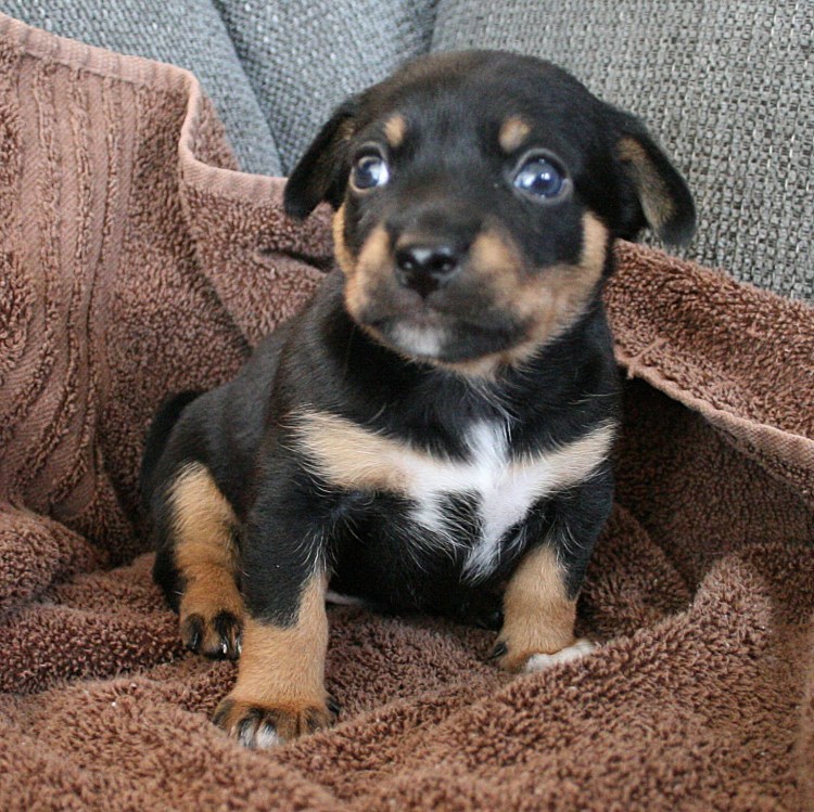 Малховер порода собаки