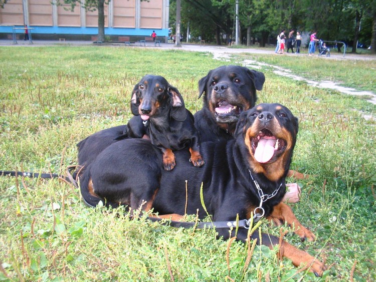 Такса Доберман ротвейлер