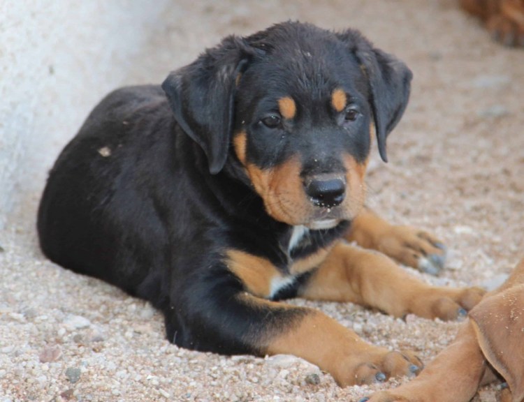 Смесь овчарки и ротвейлера