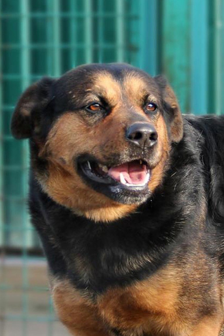 Метис таксы и ротвейлера