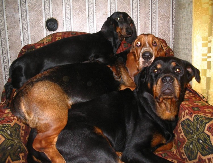 Таксы метис черно подпалый взрослый