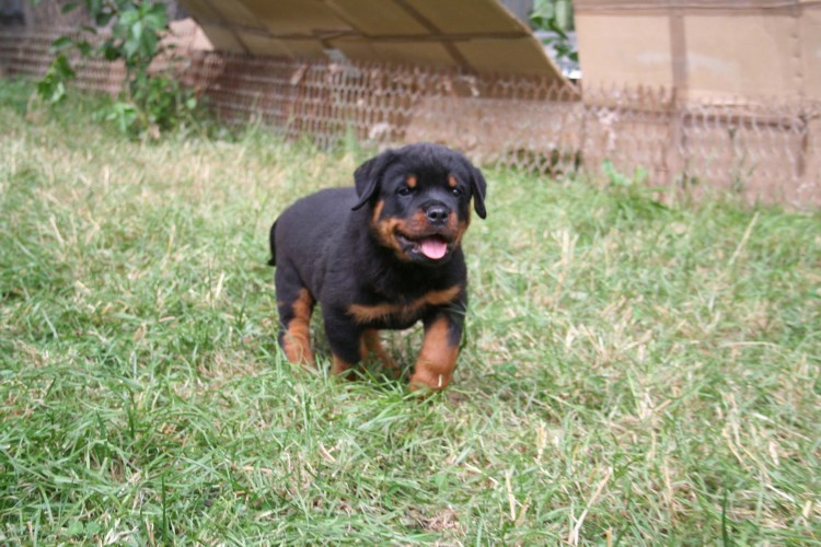 Смесь таксы и ротвейлера