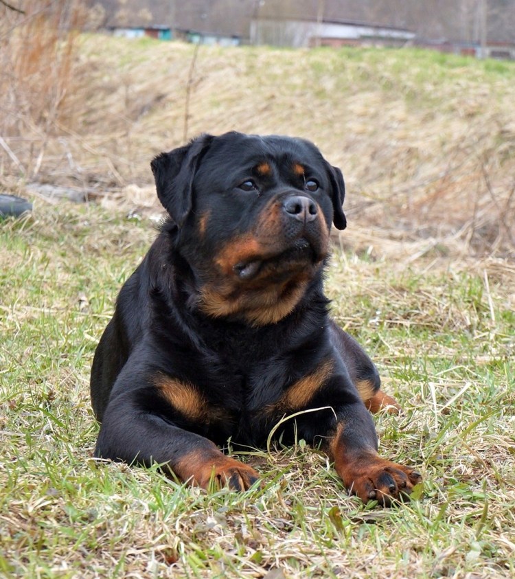 Щенки метисы ротвейлера