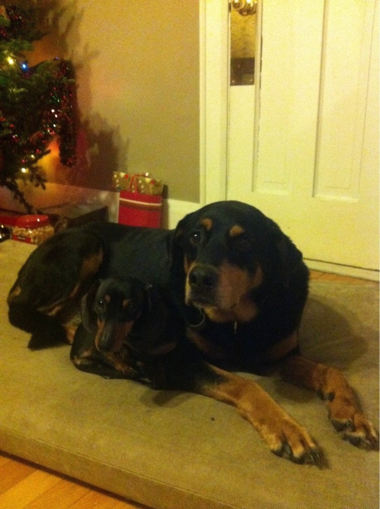 Вздыбленная шерсть на шее у ротвейлера