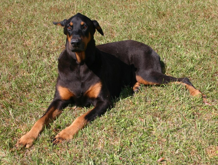 Такса Доберман ротвейлер
