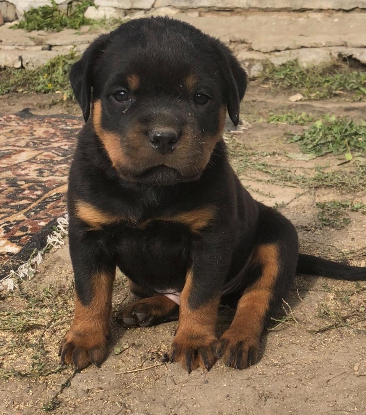 Метис той терьера