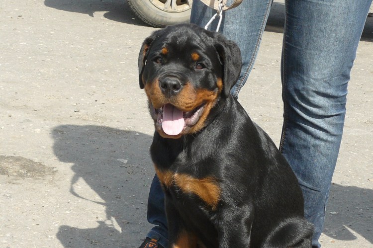 Помесь корги и таксы