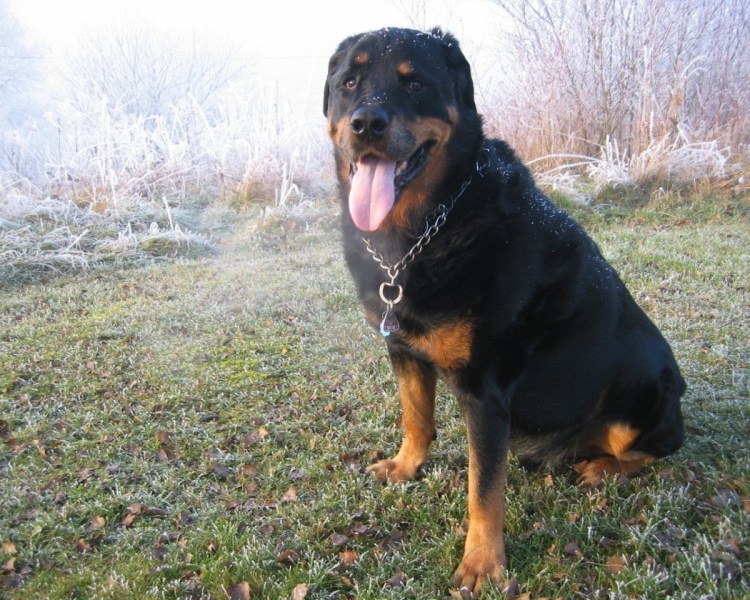 Лабрадор ротвейлер