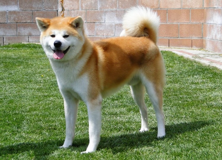 Порода собак Бигль