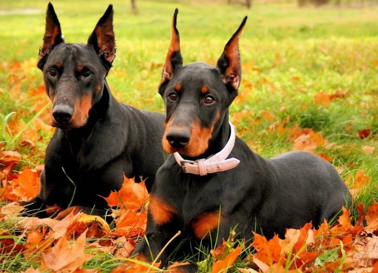 Порода собак Доберман