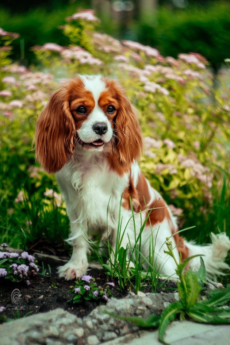 Кавалер Кинг Чарльз спаниель