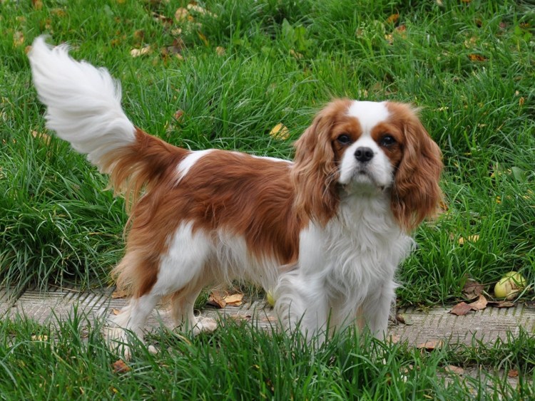 Кавалер Кинг Чарльз спаниель