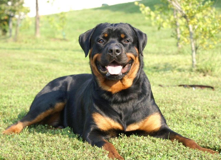 Некупированный ротвейлер
