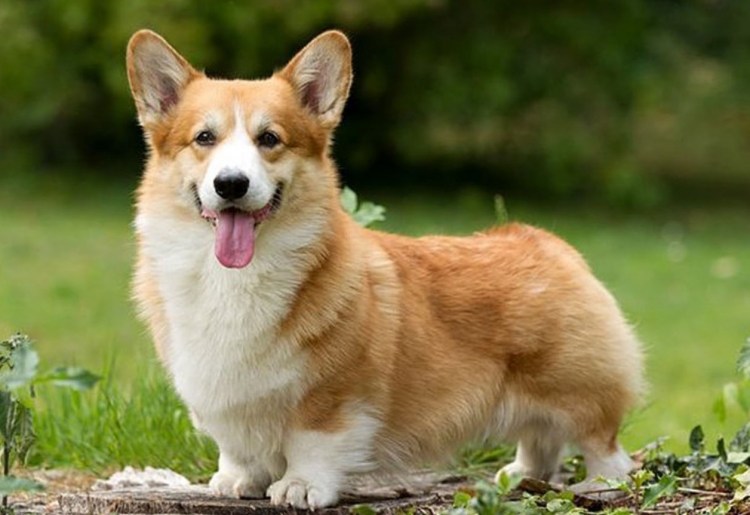 Корги пемброк