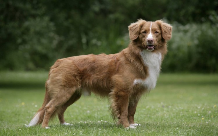 Порода собак Бигль