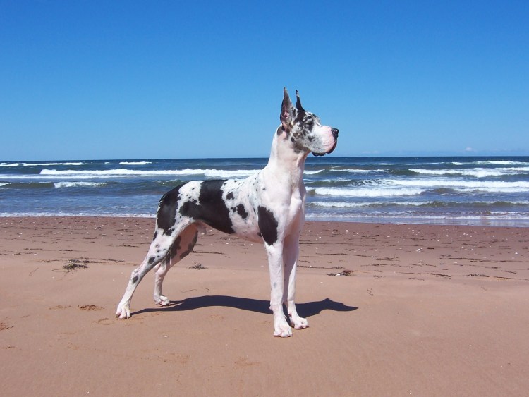 Голубой Королевский дог