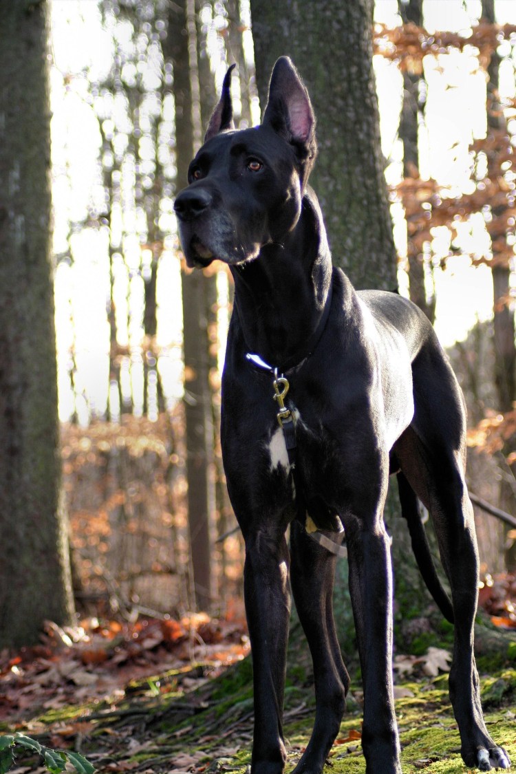 Королевский дог щенок