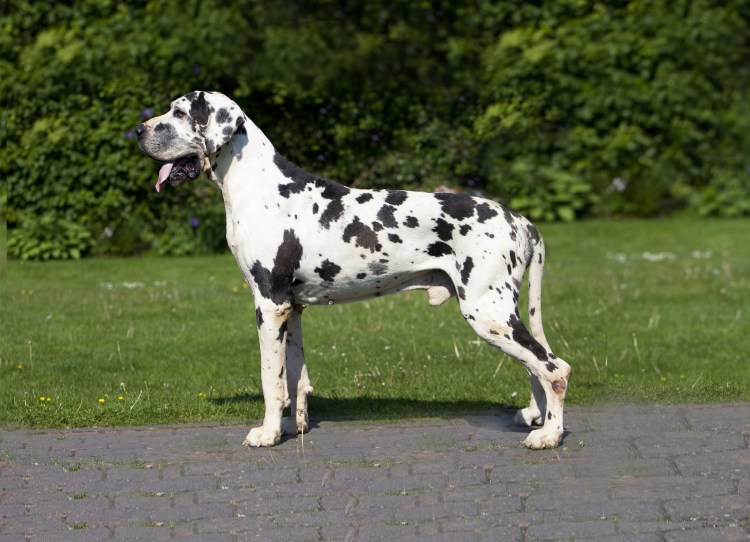 Английский Королевский дог