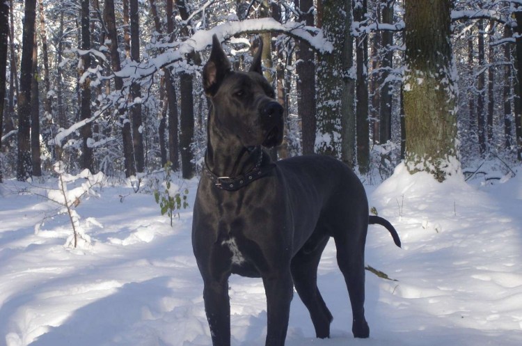 Королевский немецкий дог