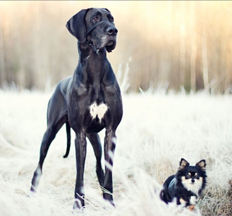 Английский мастиф Зевс