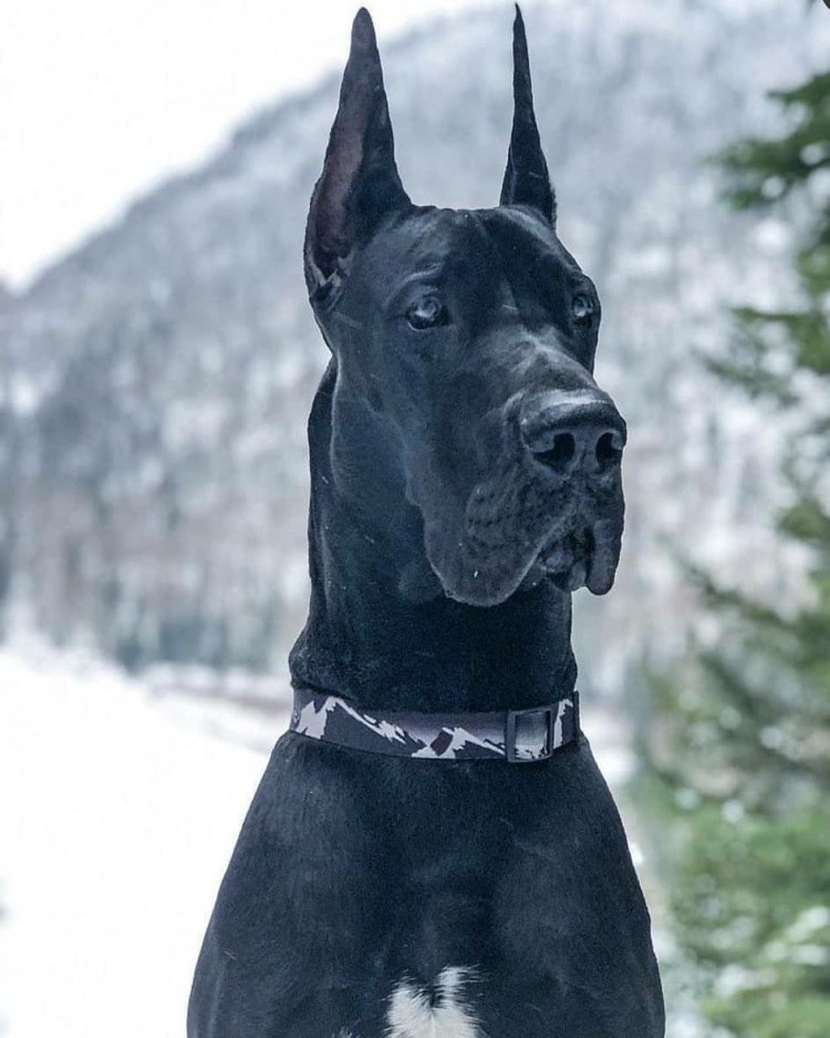 Порода Королевский дог