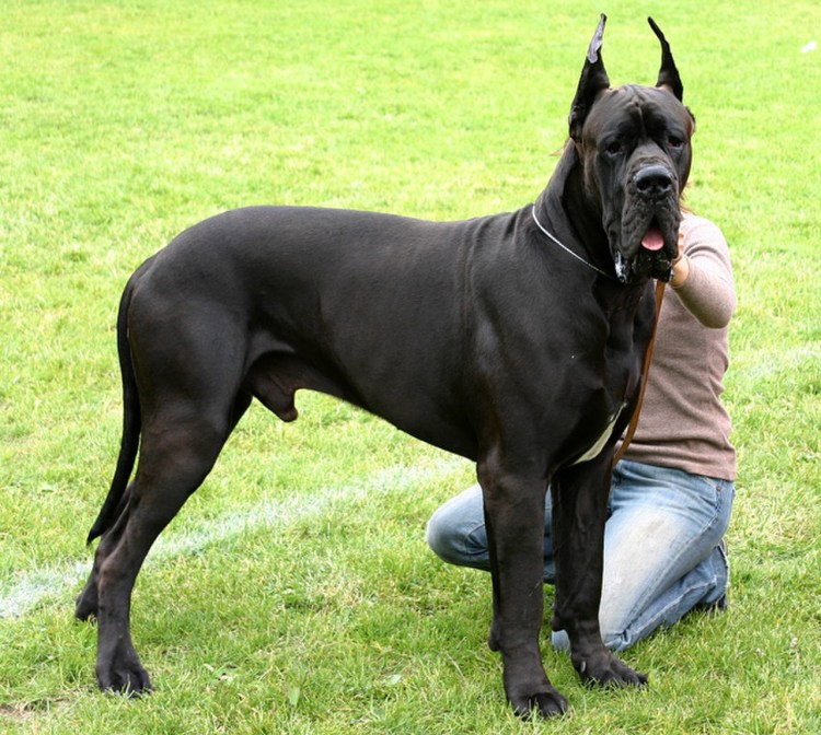 Порода great Dane