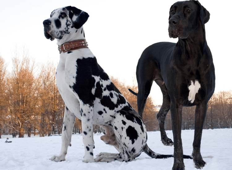 Немецкий дог черный