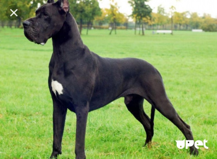 Немецкий дог щенок Королевский