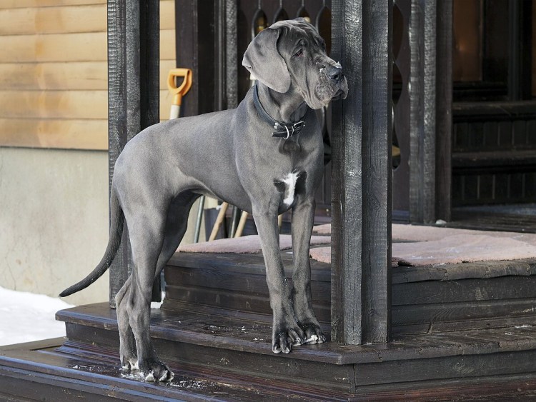 Собака дог Королевский мраморный
