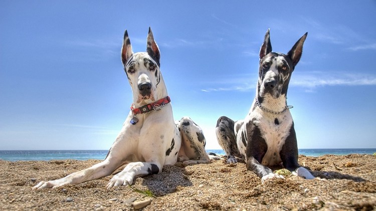 Королевский дог мраморный