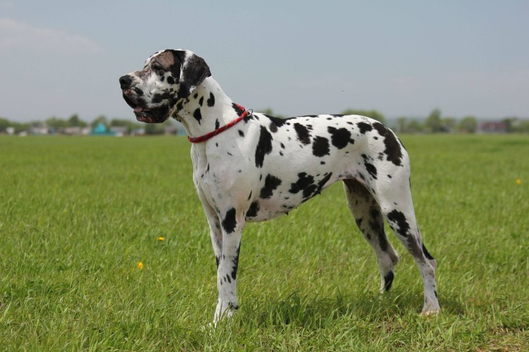 Дог Мармадюк