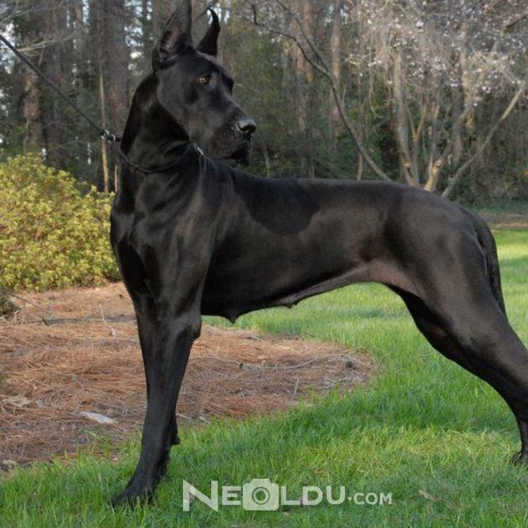 Порода Королевский дог