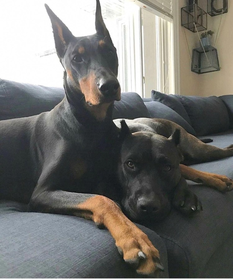 Нано Доберман