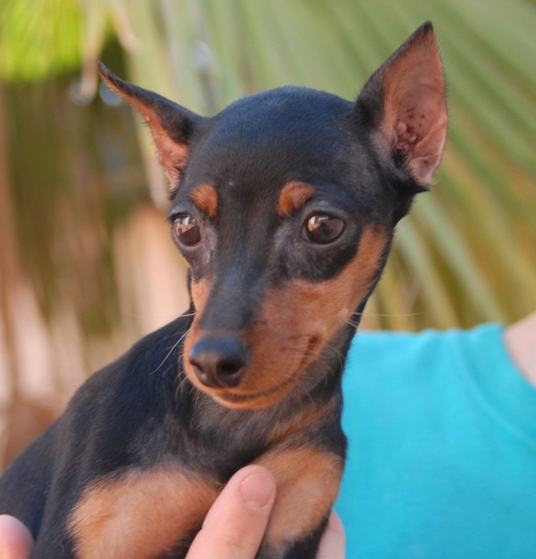 Мини Доберман Цвергпинчер