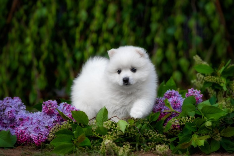 Собачка японский шпиц