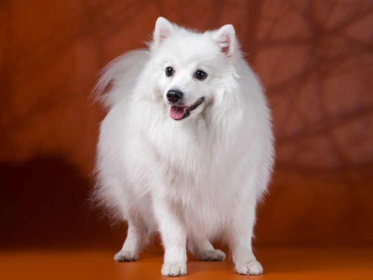 Японский шпиц Акита