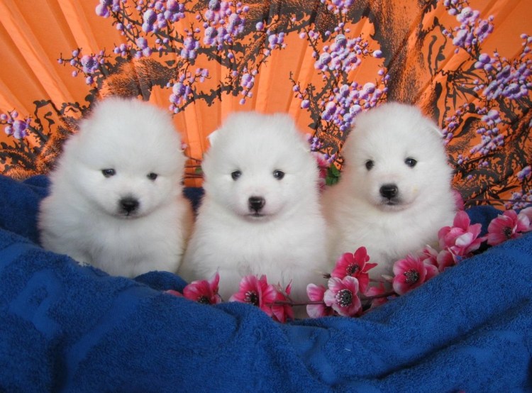 Японский шпиц белый