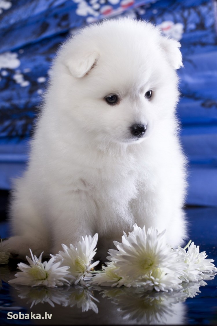 Японский шпиц