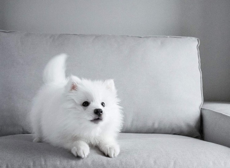 Японский шпиц