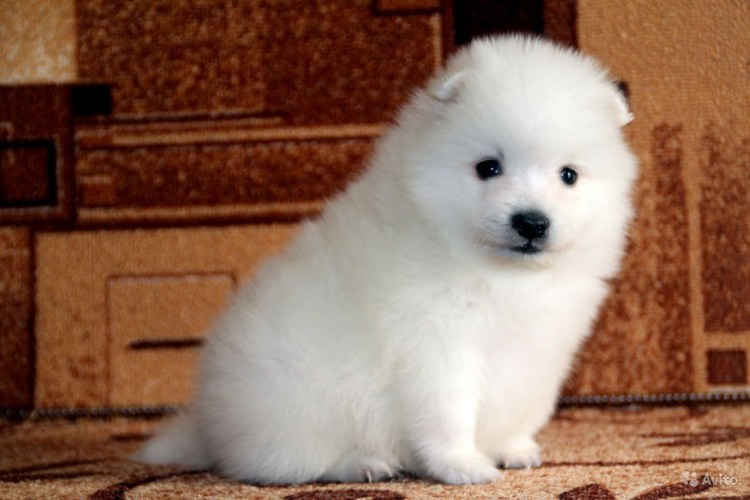 Собака японский шпиц