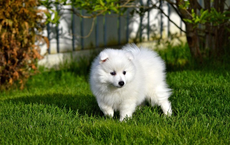 Японский шпиц кутята