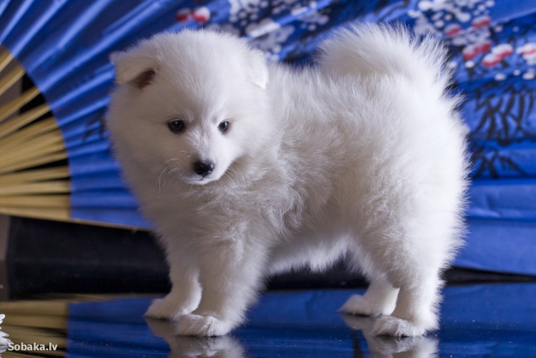 Собака японский шпиц