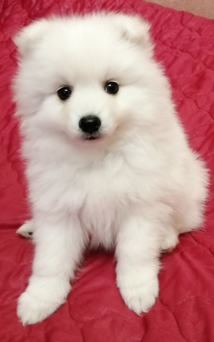 Японский шпиц