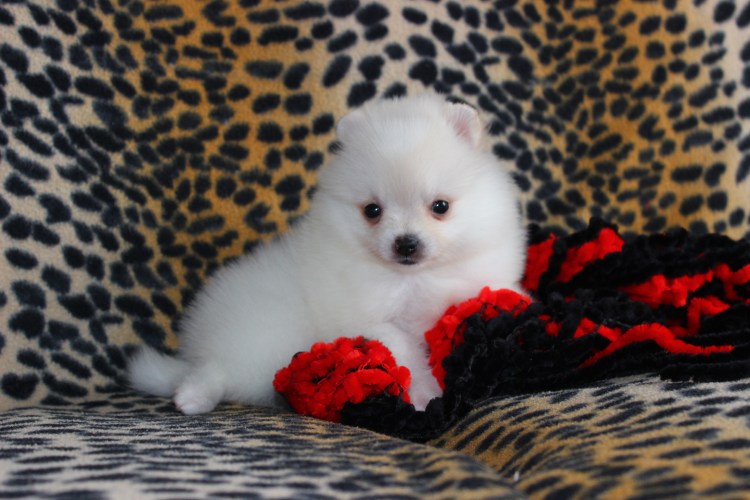 Японский шпиц карликовый