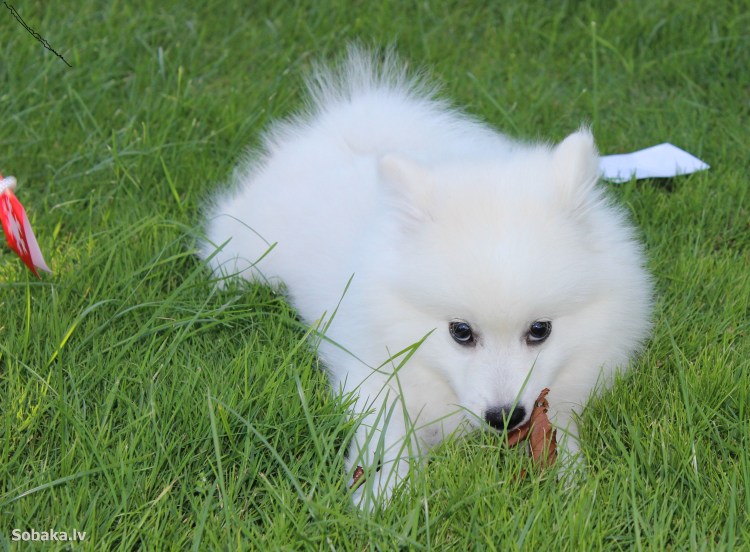 Шпиц белый