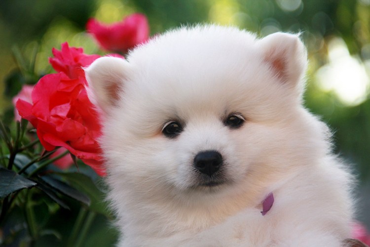 Эскимосский карликовый шпиц