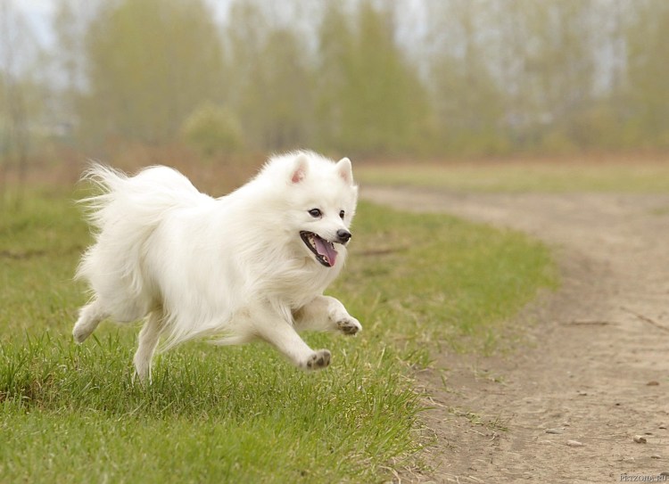 Японский шпиц карликовый