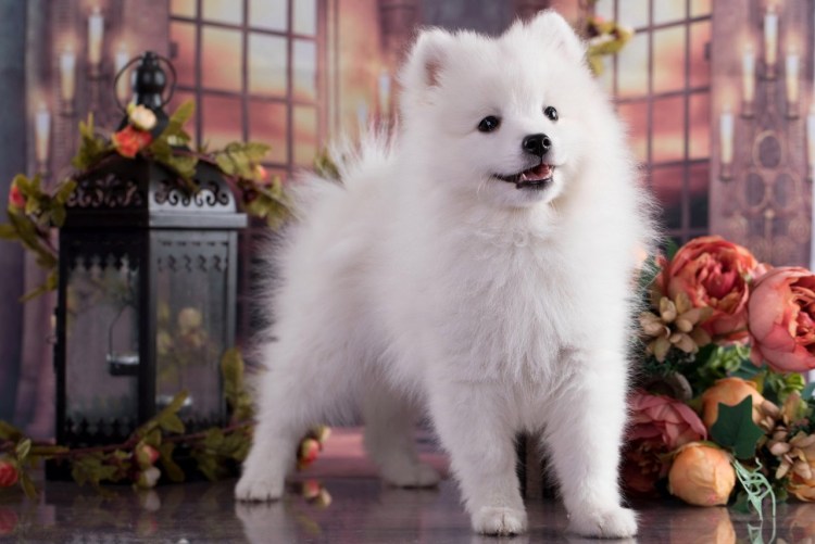 Японский шпиц