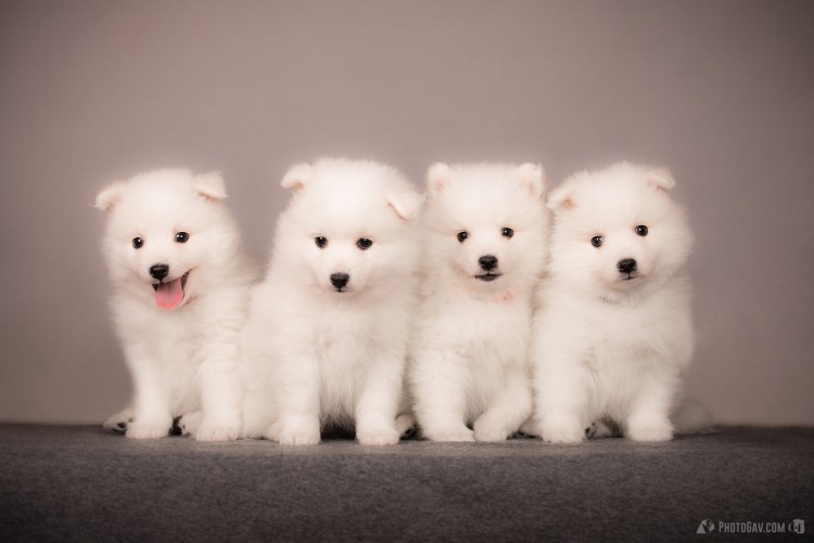 Японский шпиц щенок 1 месяц